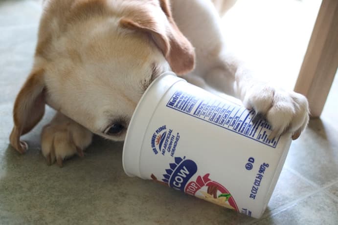 Probiotics for Dogs: Everything You Need to Know