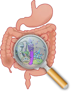 bacteria in gut